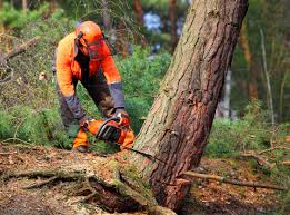 Best Tree Risk Assessment  in Ivanhoe, CA